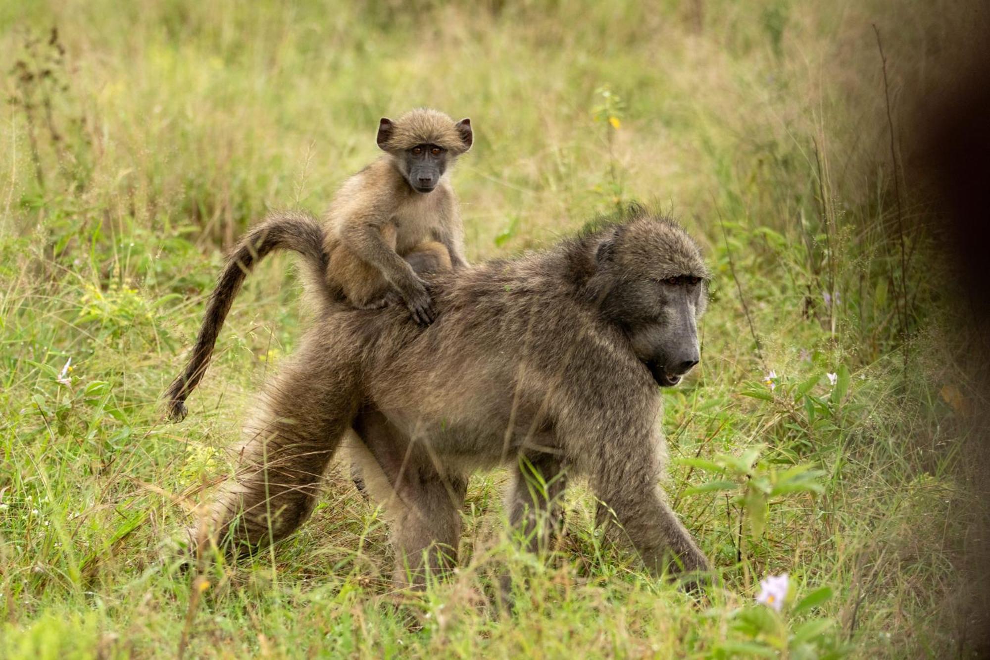 Aha Skukuza Safari Lodge Esterno foto